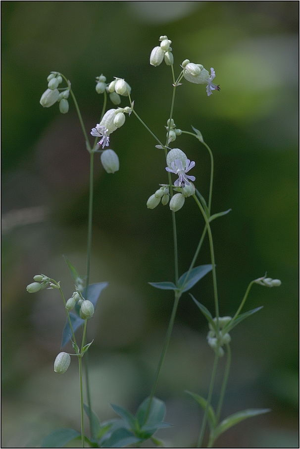 Silenka nadmutá ( Silene vulgaris )