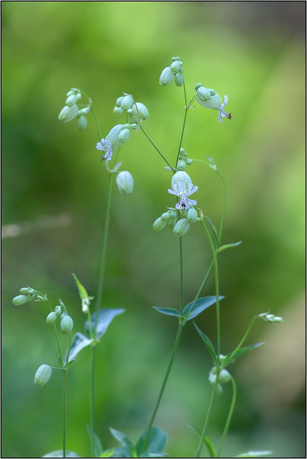 Silenka nadmutá ( Silene vulgaris )