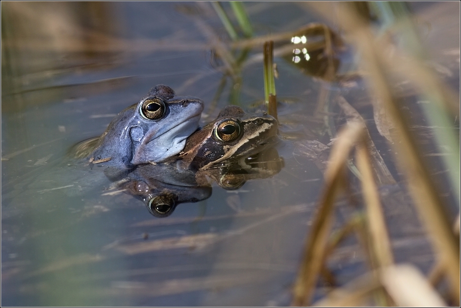 Skokan ostronosý ( Rana arvalis )