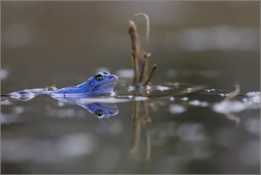 Skokan ostronosý ( Rana arvalis )