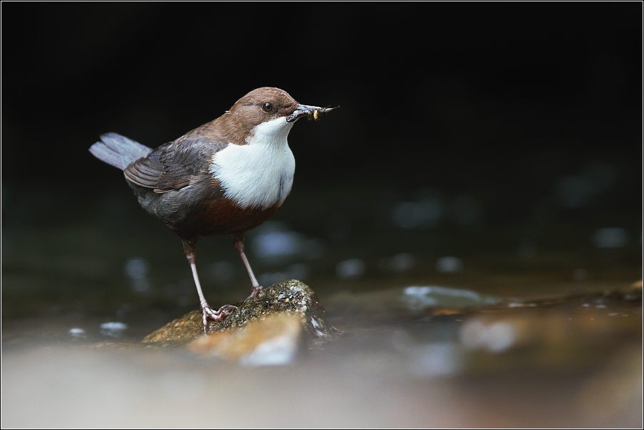 Skorec vodní  ( Cinclus cinclus )