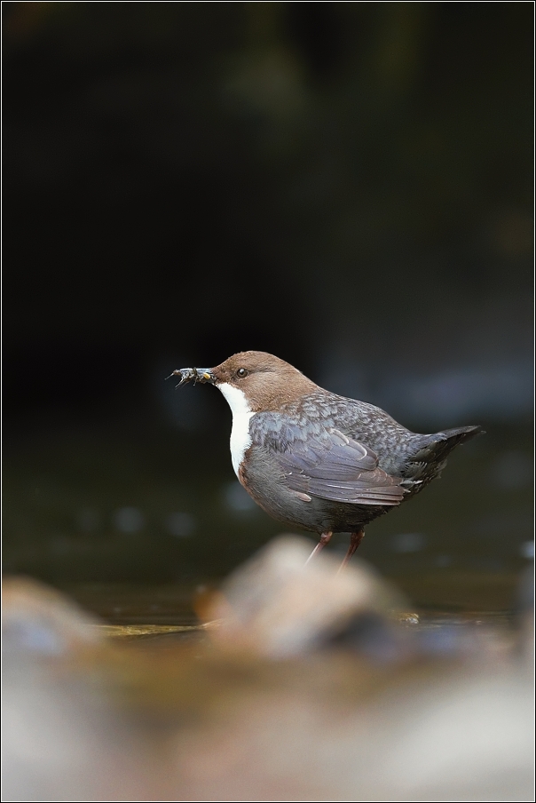 Skorec vodní  ( Cinclus cinclus )