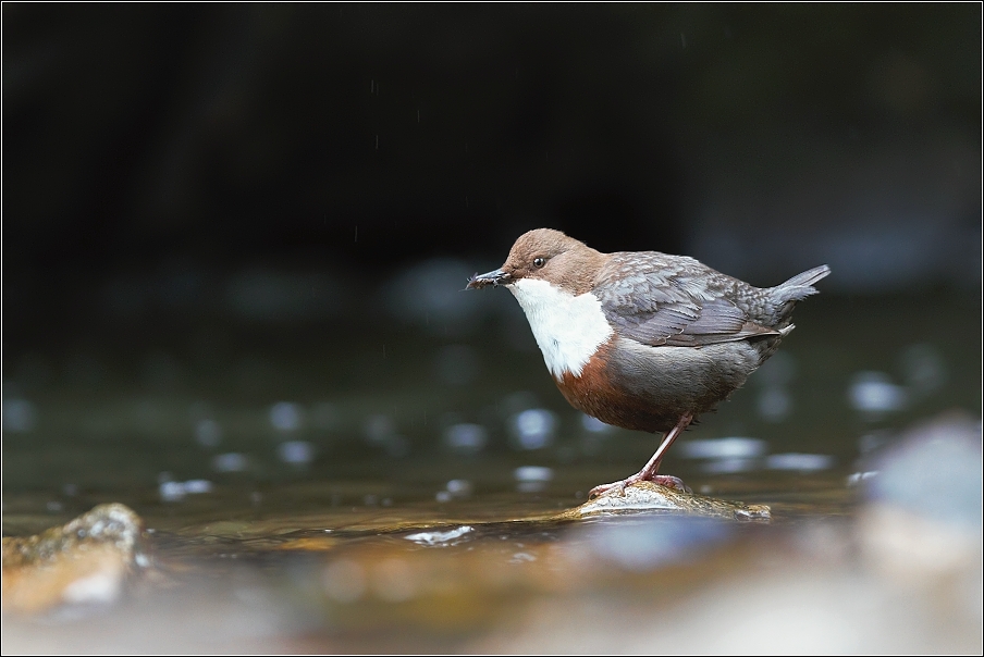 Skorec vodní  ( Cinclus cinclus )