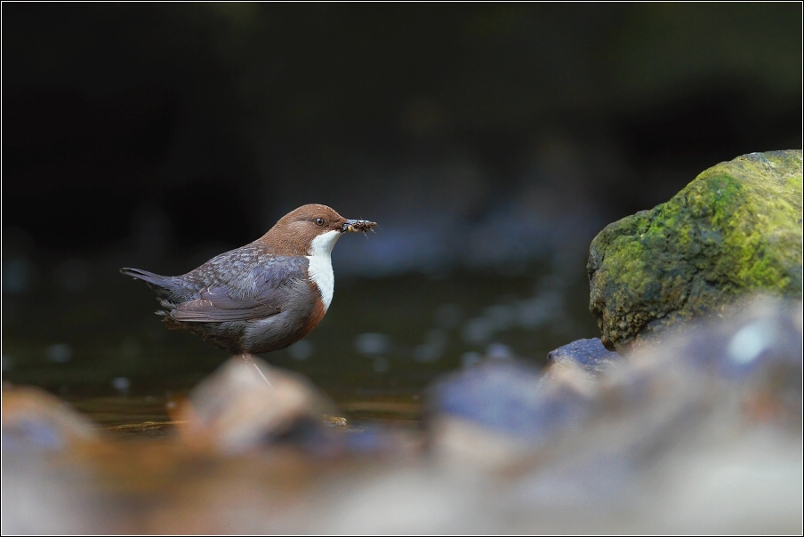 Skorec vodní  ( Cinclus cinclus )