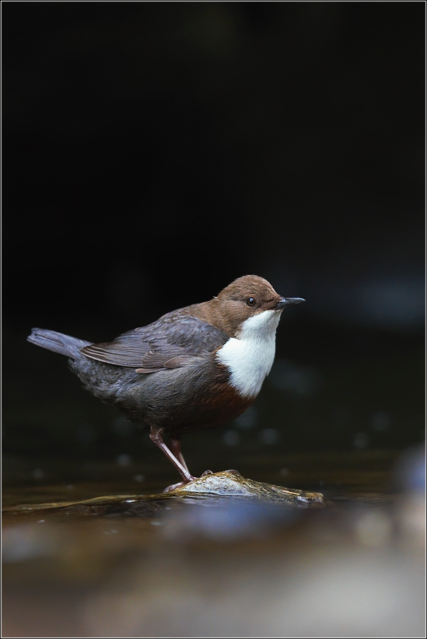 Skorec vodní  ( Cinclus cinclus )