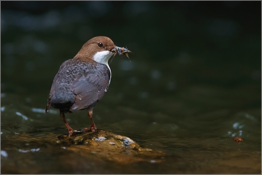 Skorec vodní  ( Cinclus cinclus )