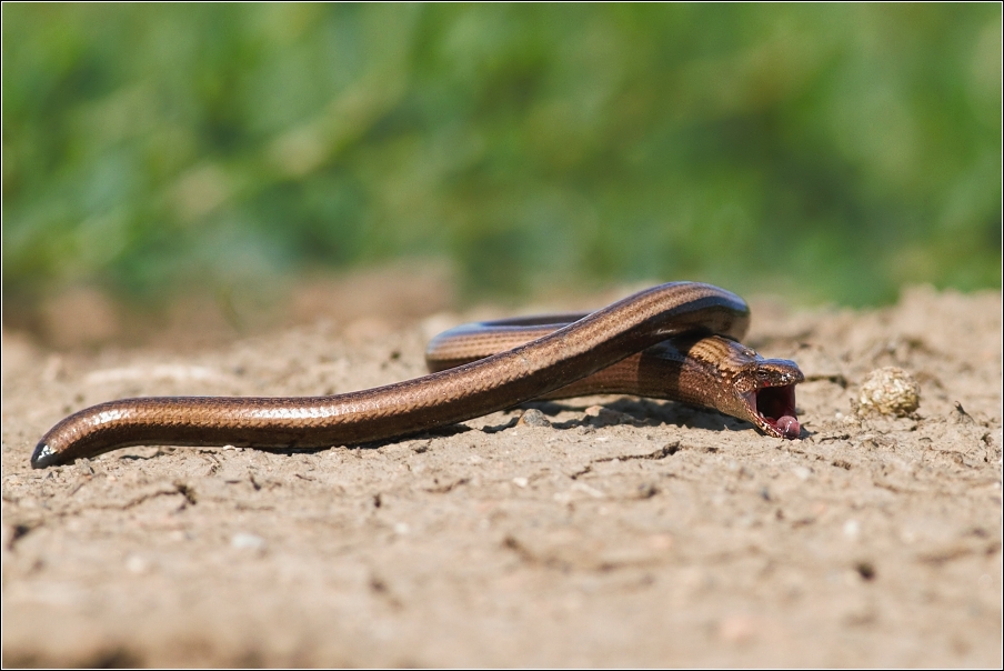 Slepýš obecný  ( Anguis fragilis )