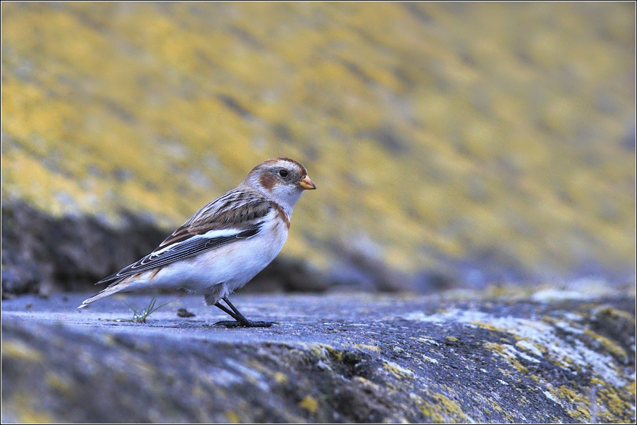 Sněhule severní  ( Plectrophe naxnivalis )