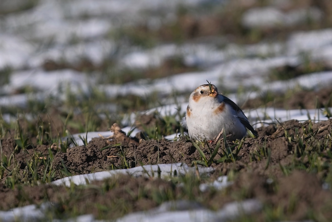 Sněhule severní  ( Plectrophenax nivalis )