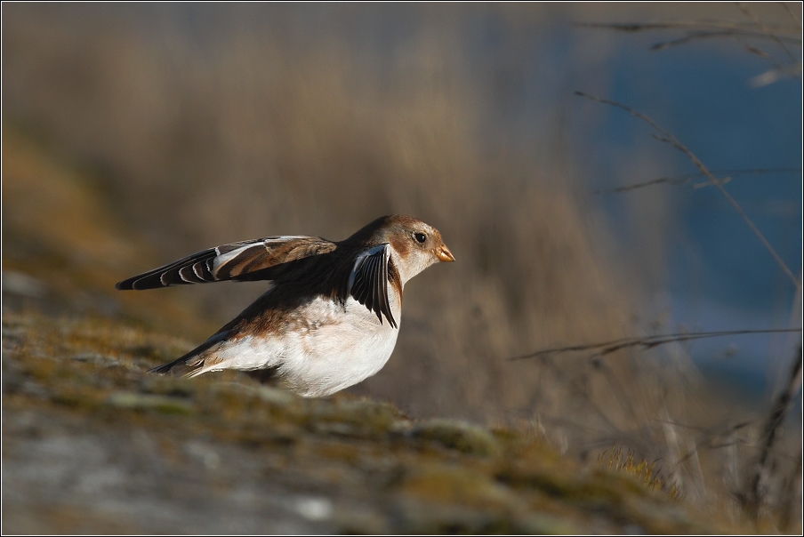 Sněhule severní ( Plectrphenax nivalis )