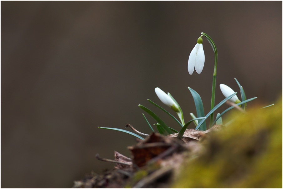 Sněženka podsněžník  ( Galanthus nivalis )