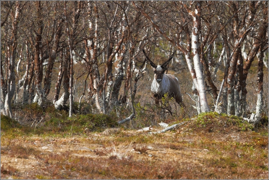 Sob polární  ( Rangifer tarandus )