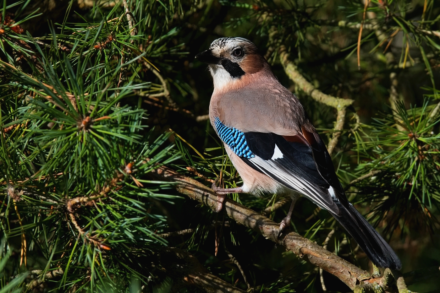 Sojka obecná  ( Garrulus glandarius  )