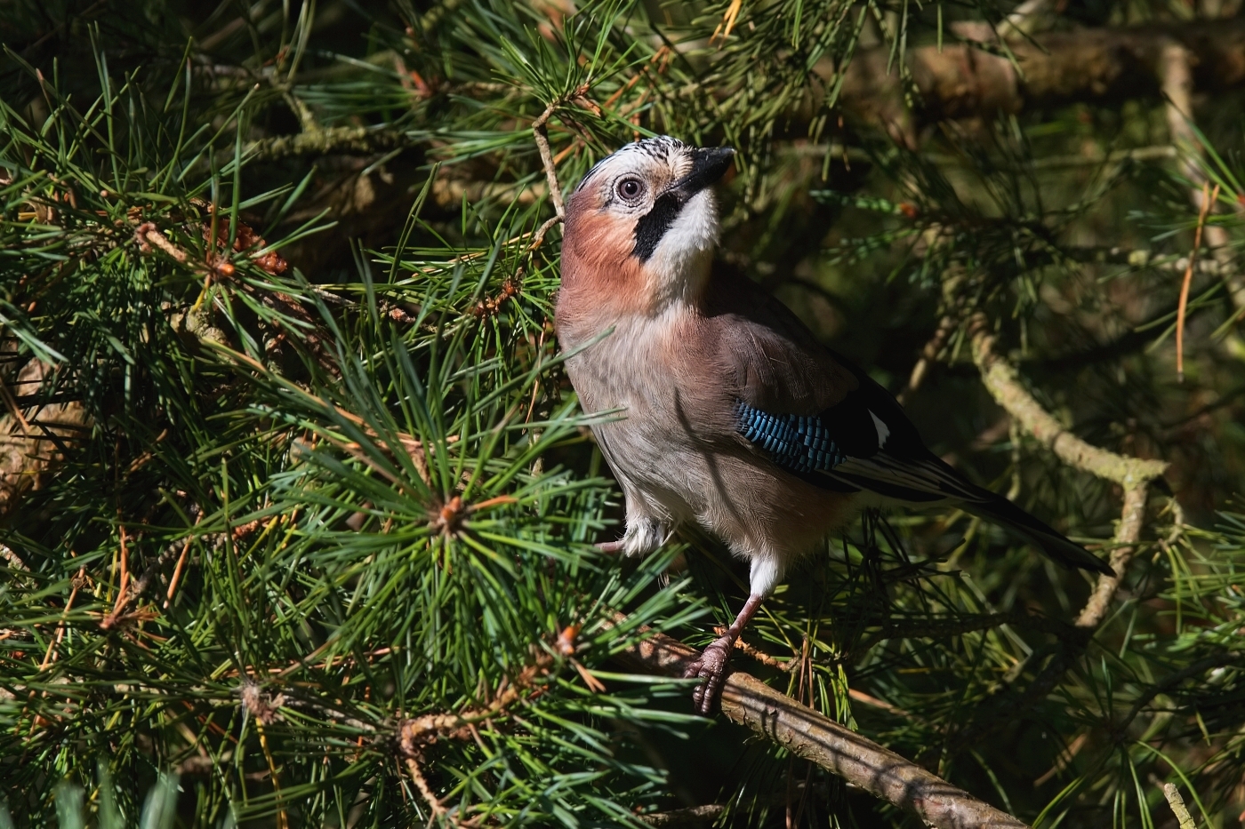 Sojka obecná  ( Garrulus glandarius  )