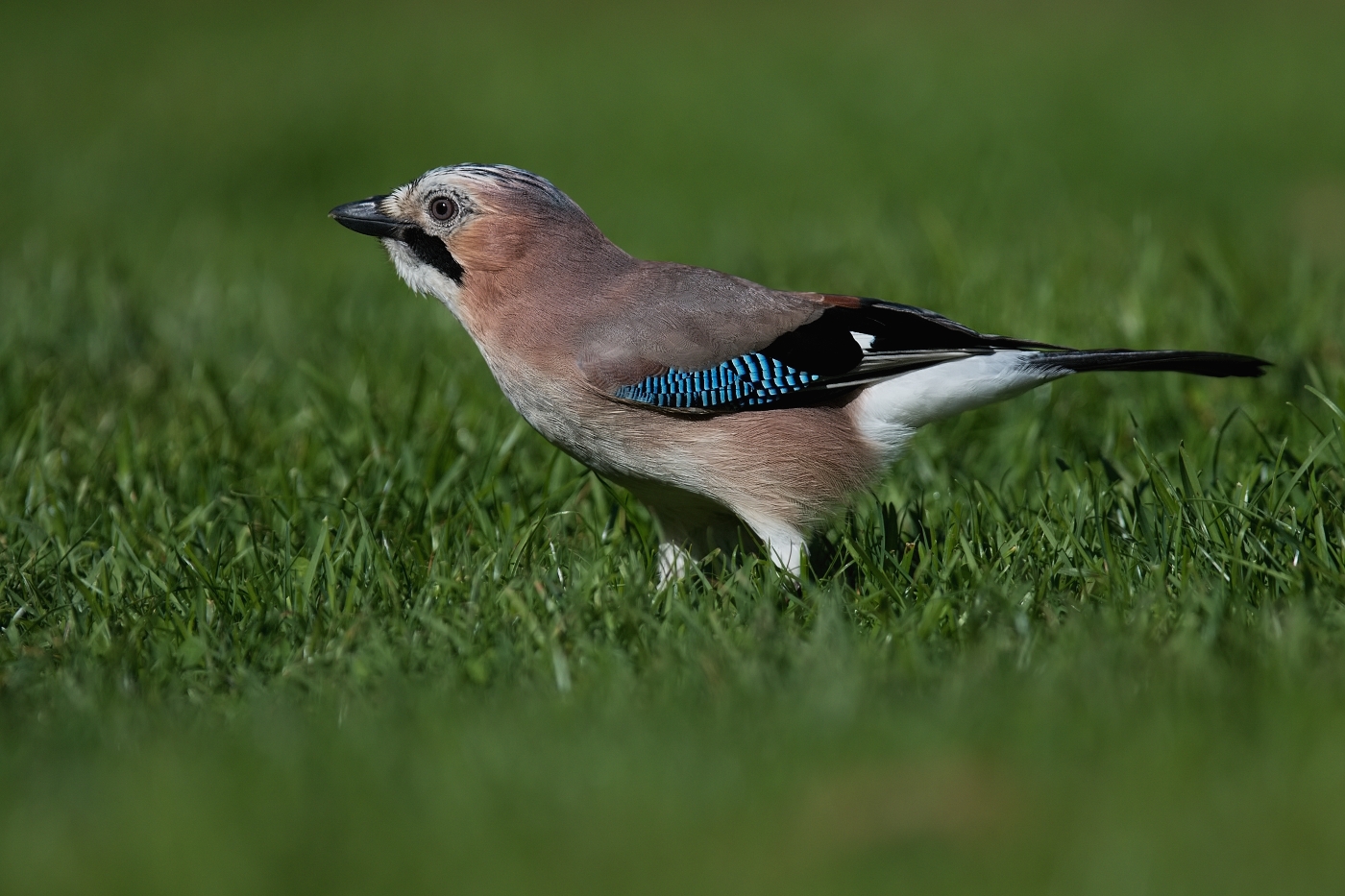 Sojka obecná  ( Garrulus glandarius  )