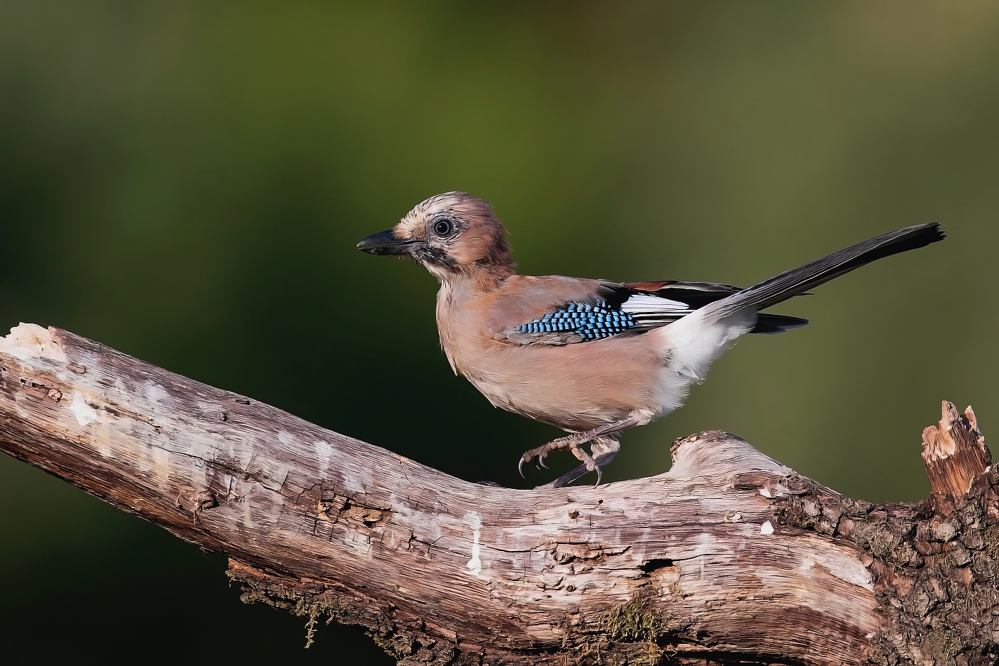 Sojka obecná  ( Garrulus glandarius )