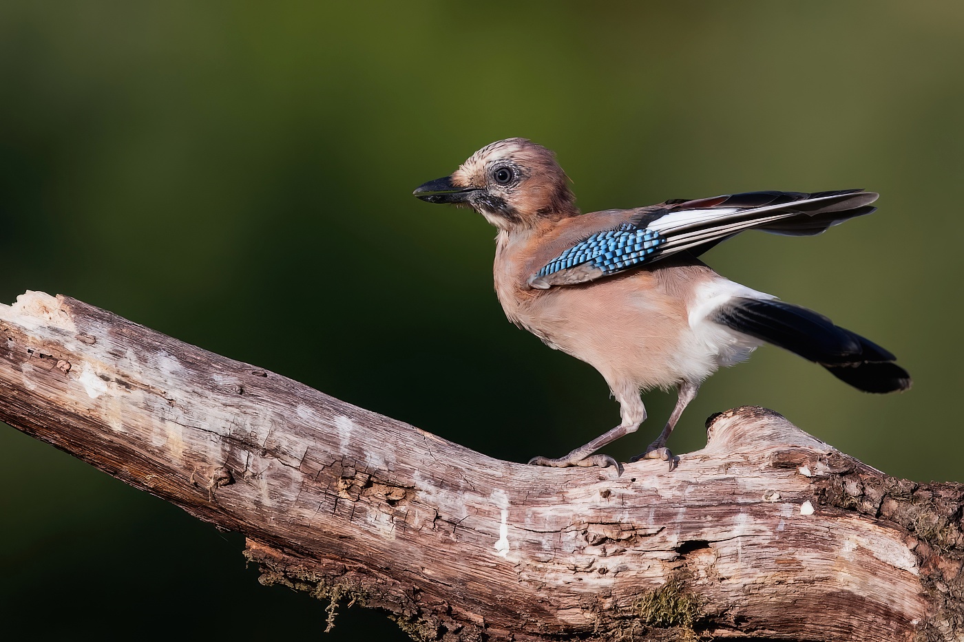 Sojka obecná  ( Garrulus glandarius )