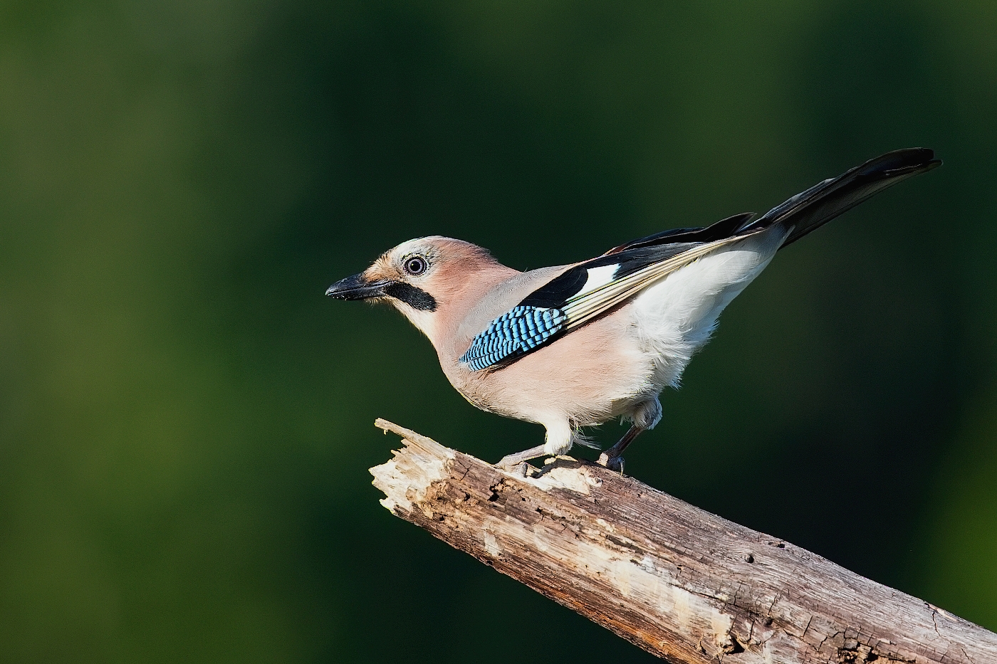 Sojka obecná  ( Garrulus glandarius )