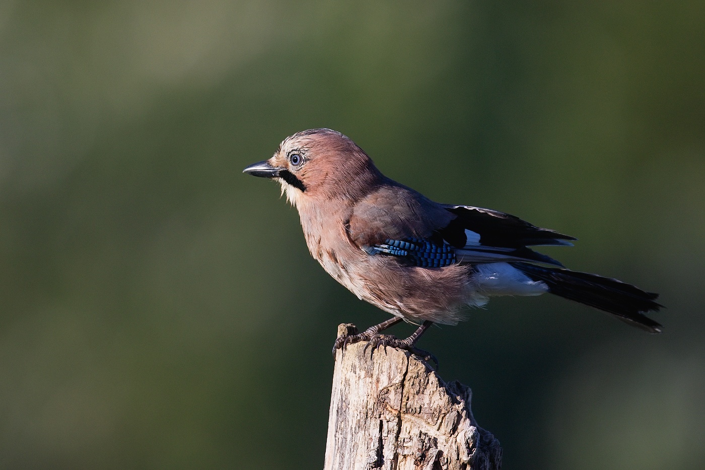 Sojka obecná  ( Garrulus glandarius )