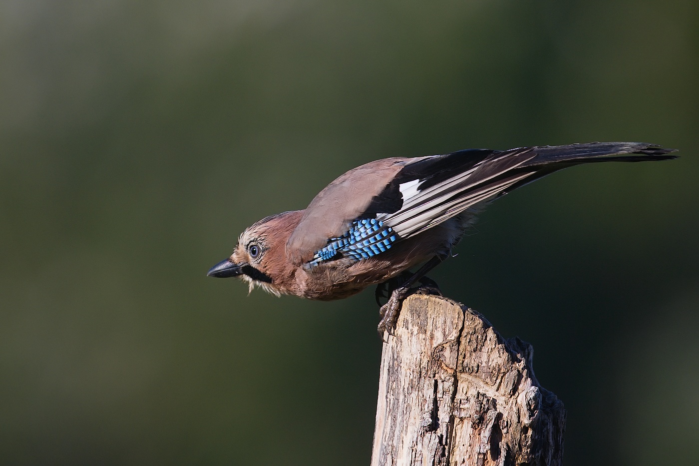 Sojka obecná  ( Garrulus glandarius )