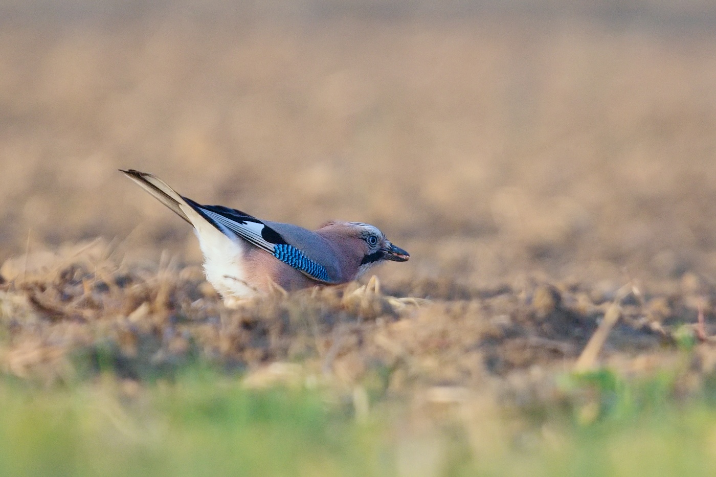 Sojka obecná  ( Garrulus glandarius )