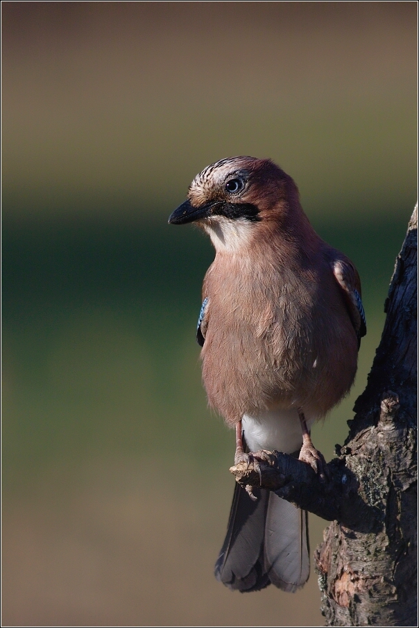 Sojka obecná  ( Garrulus glandarius  )