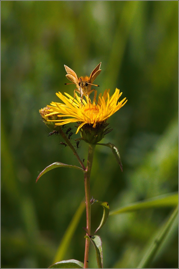 Soumračník metlicový  ( Thymelicus sylvestris )