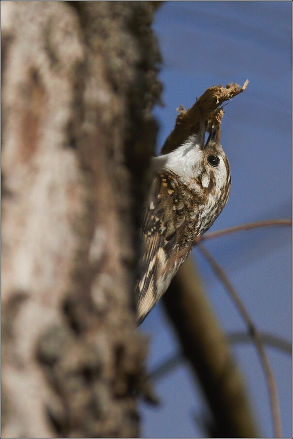 Šoupálek dlouhoprstý  ( Certhia familiaris )