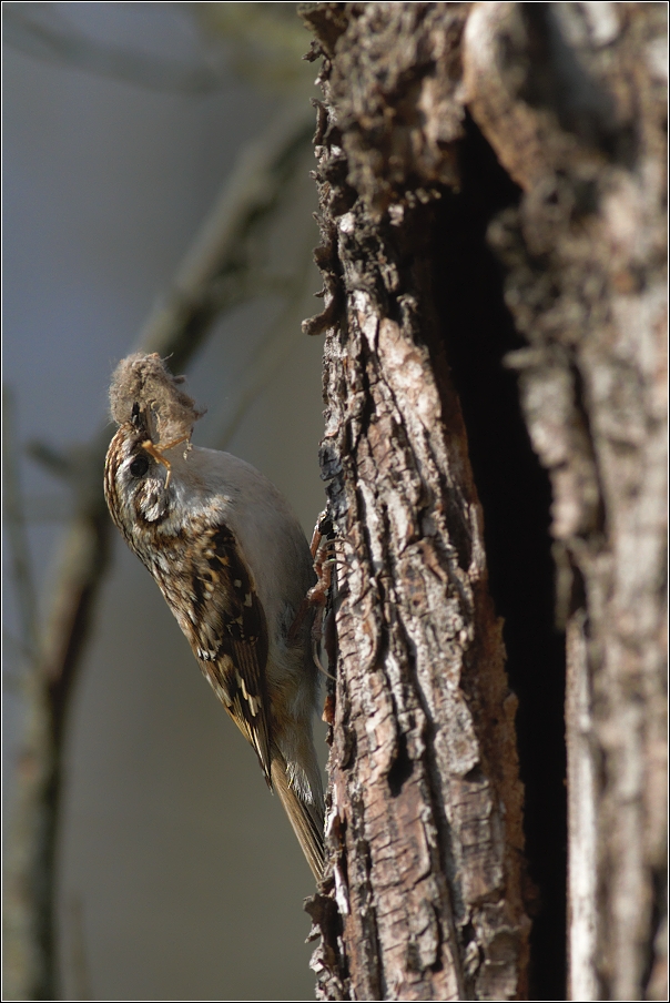 Šoupálek dlouhoprstý  ( Certhia familiaris )