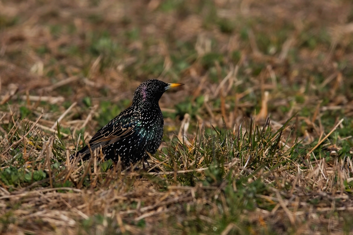 Špaček obecný  ( Sturnus vulgaris )