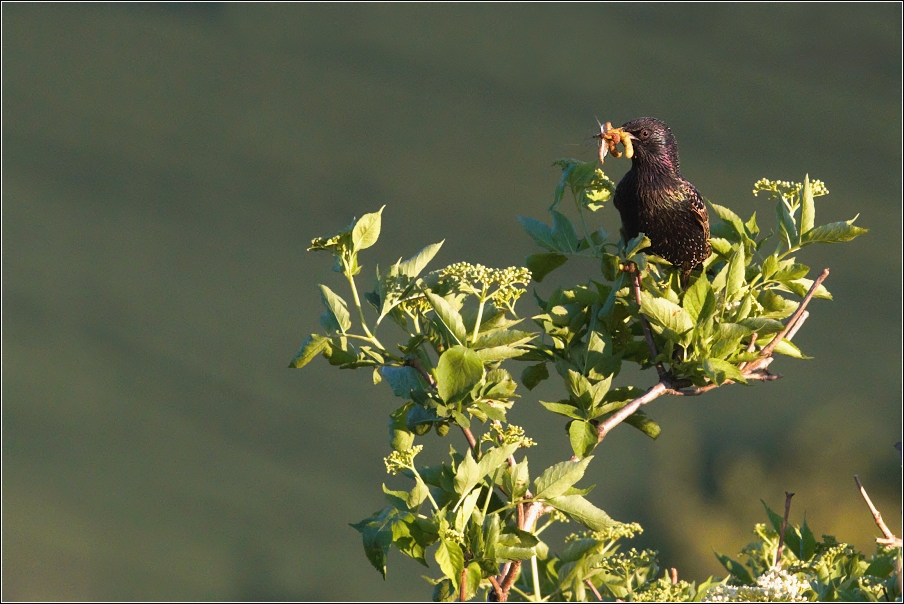 Špaček obecný  ( Sturnus vulgaris )