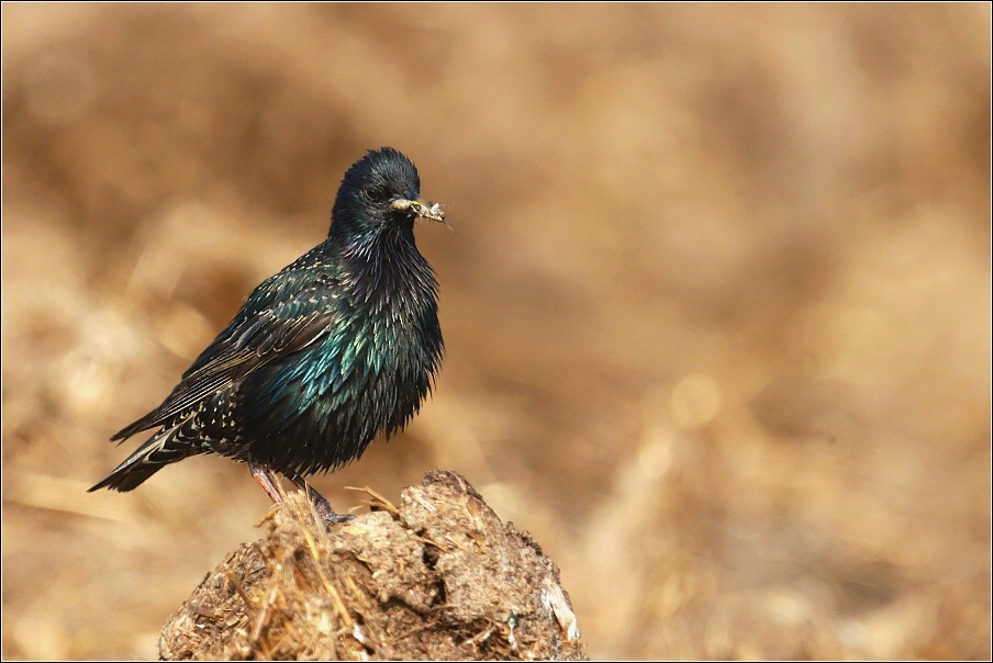 Špaček obecný  ( Sturnus vulgaris )