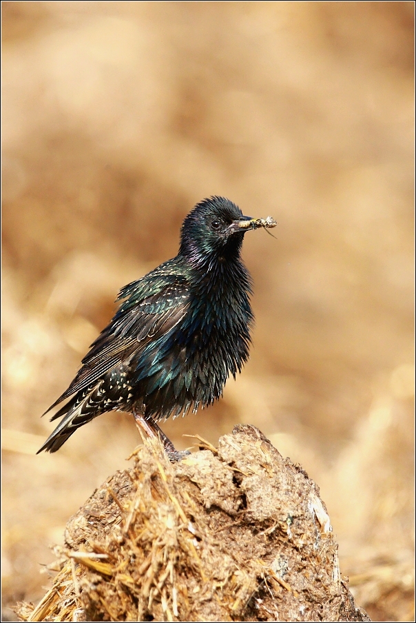 Špaček obecný  ( Sturnus vulgaris )