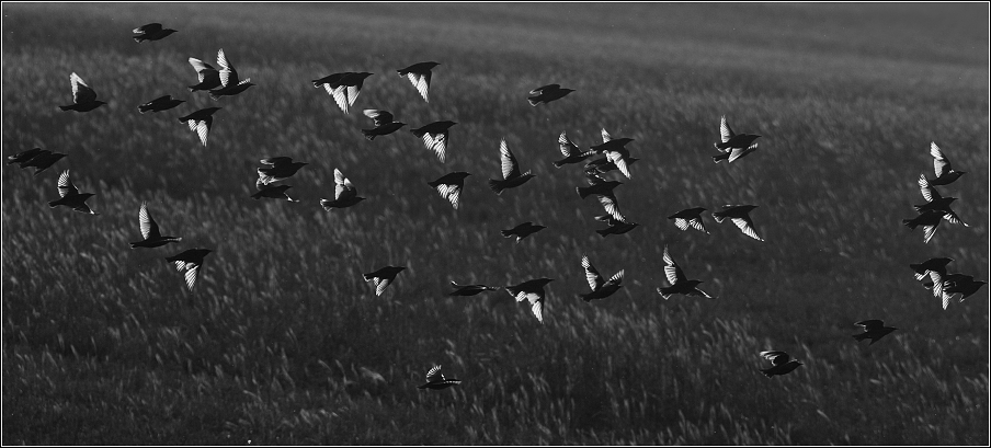 Špaček obecný  ( Sturnus vulgaris )