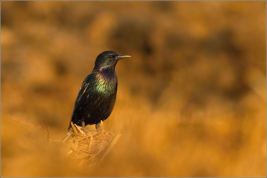 Špaček obecný  ( Sturnus vulgaris )