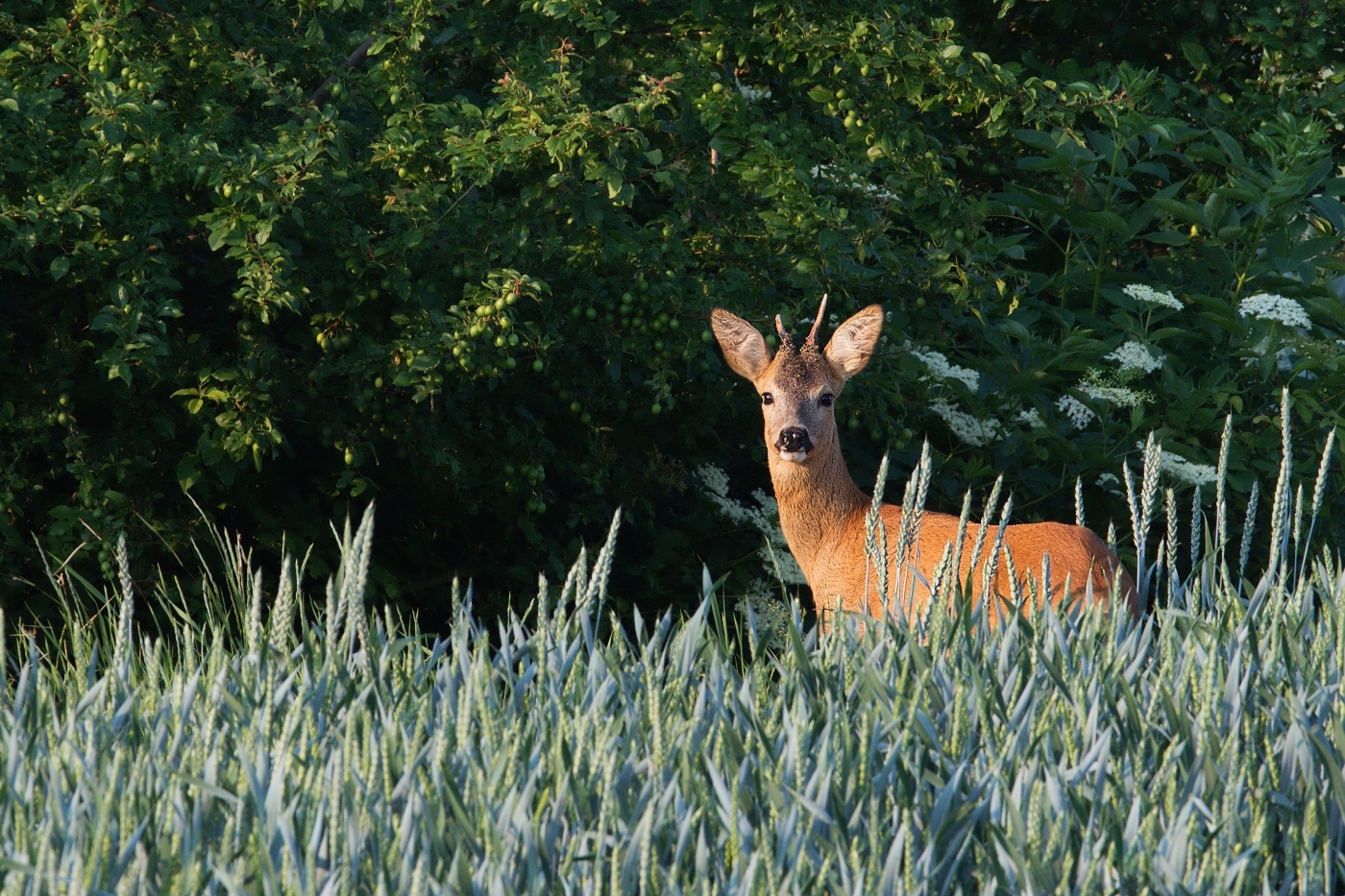 Srnec obecný  ( Capreolus capreolus )