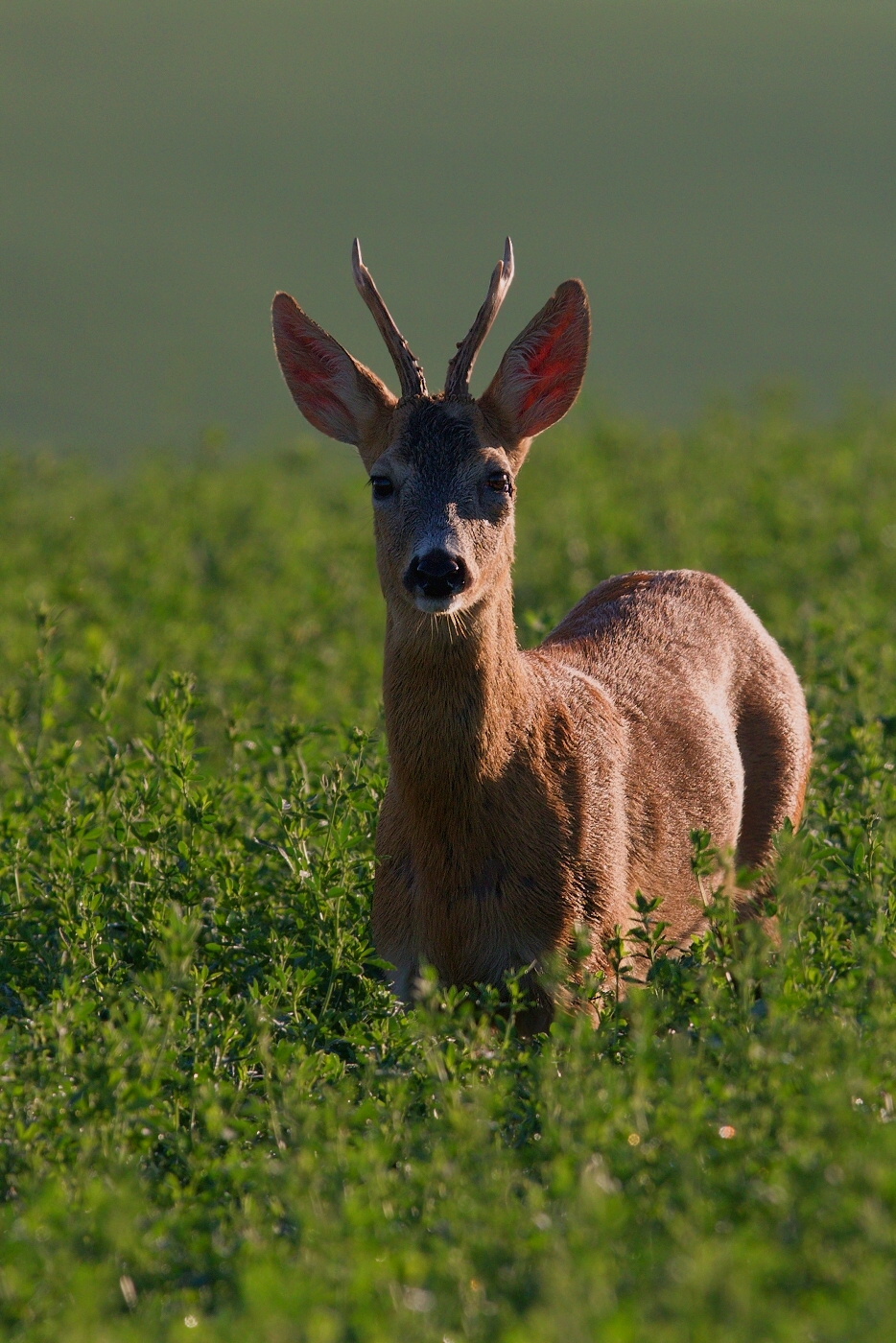 Srnec obecný  ( Capreolus capreolus )