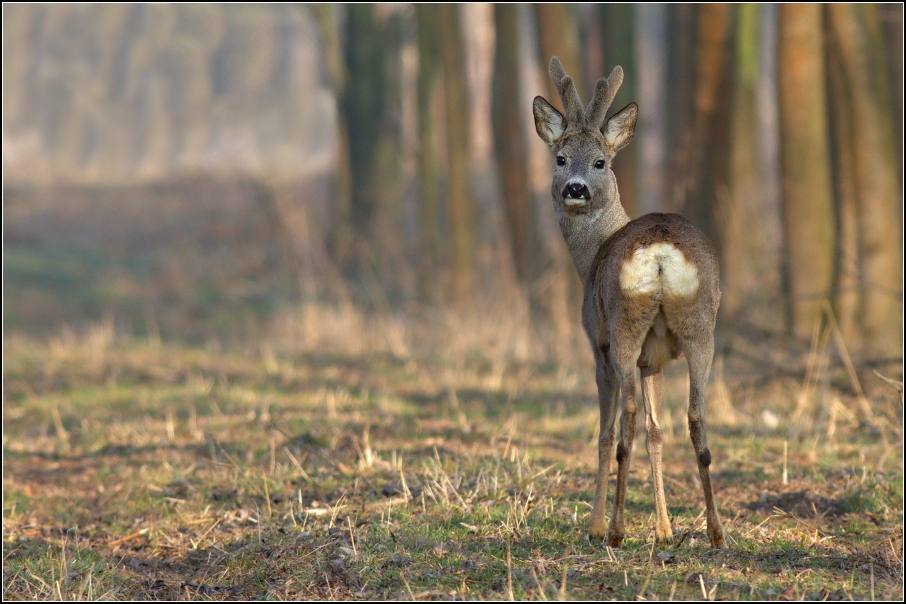 Srnec obecný ( Capreolus capreolus )