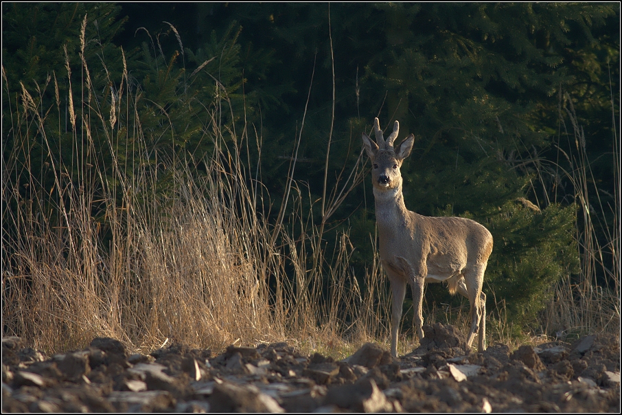 Srnec obecný ( Capreolus capreolus )