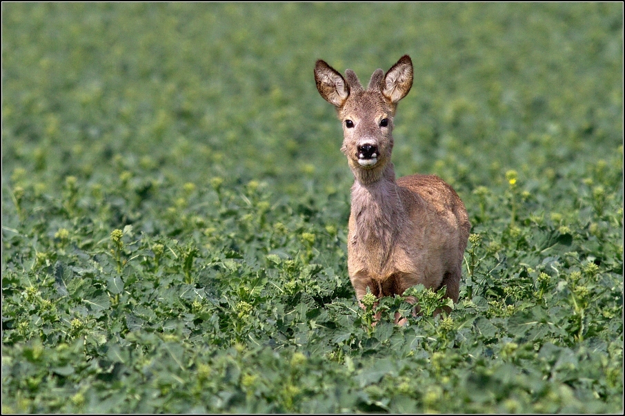 Srnec obecný ( Capreolus capreolus )