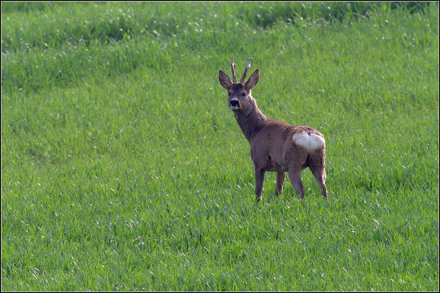 Srnec obecný ( Capreolus capreolus )