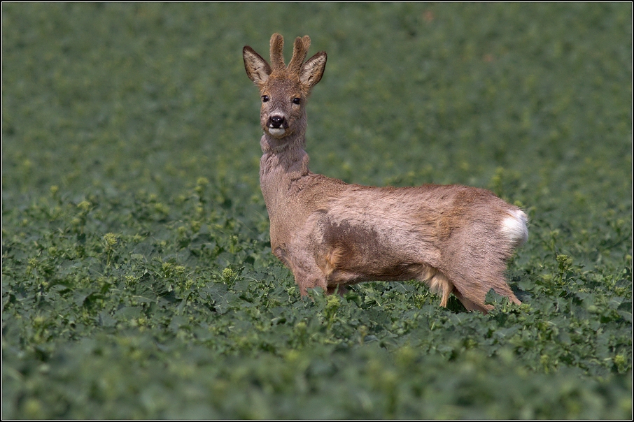 Srnec obecný ( Capreolus capreolus )