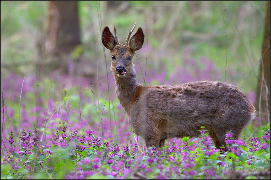 Srnec obecný ( Capreolus capreolus )