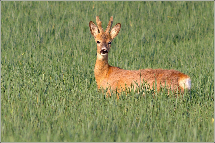 Srnec obecný ( Capreolus capreolus )