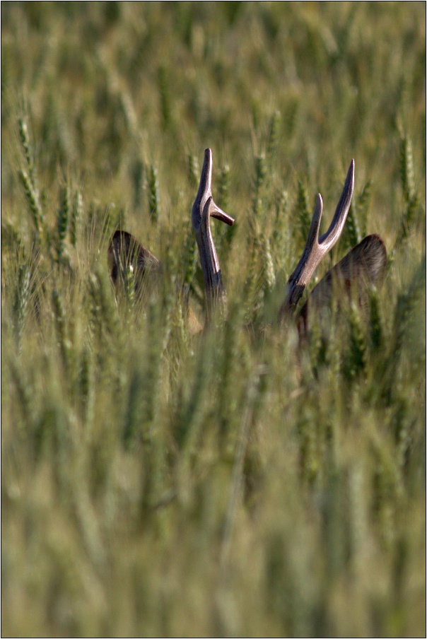 Srnec obecný ( Capreolus  capreolus )