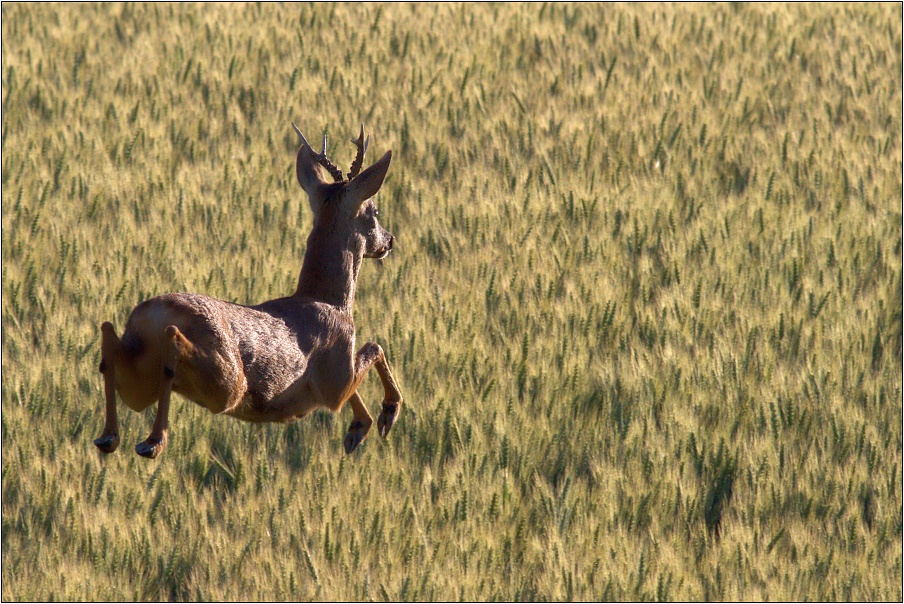 Srnec obecný ( Capreolus capreolus )