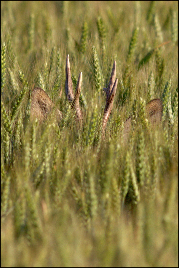 Srnec obecný ( Capreolus capreolus )