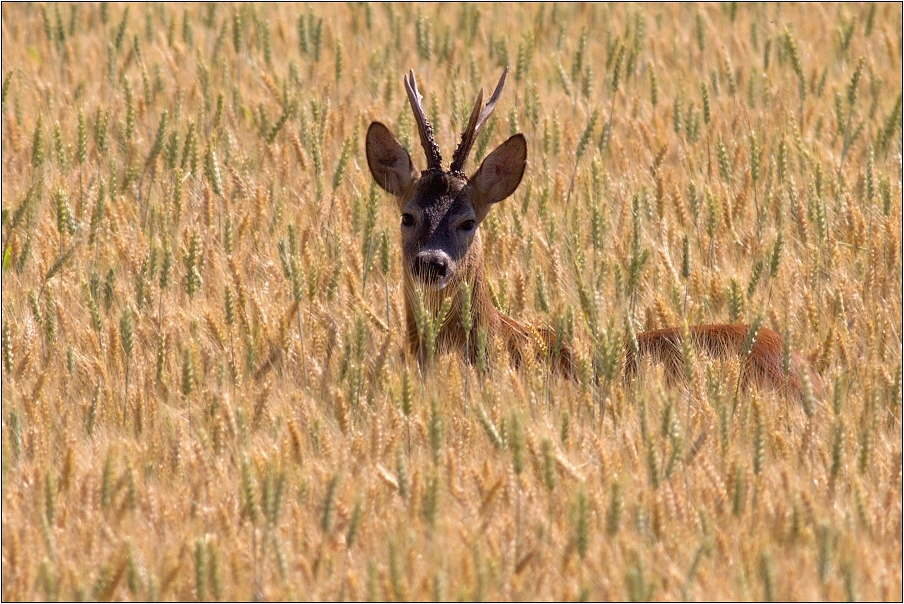 Srnec obecný ( Capreolus  capreolus )