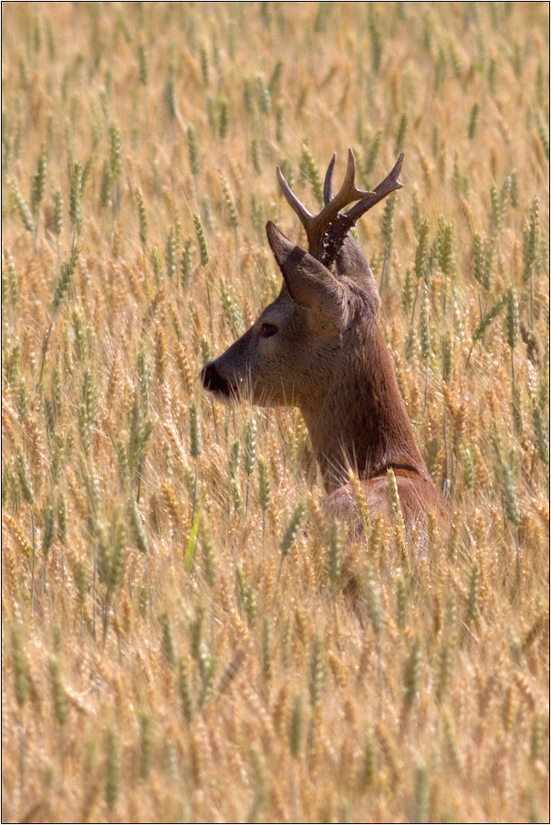 Srnec obecný ( Capreolus  capreolus )