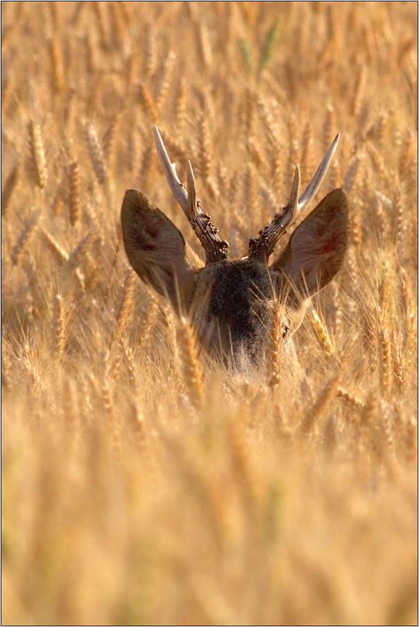 Srnec obecný ( Capreolus capreolus )